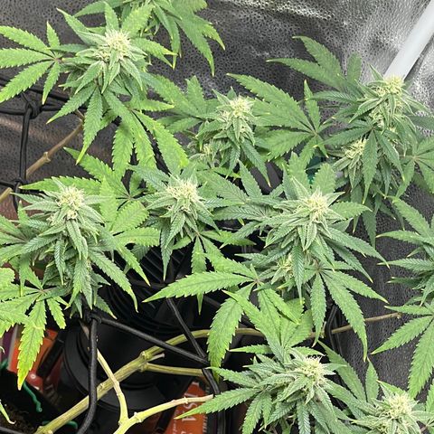 Buttercream Gelato  (First Grow) growlog photo: Buds starting to swell
Trichomes still clear despite a few pistols maturing into amber. 