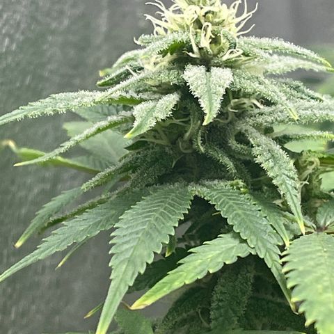 Buttercream Gelato  (First Grow) growlog photo: Buds starting to swell
Trichomes still clear despite a few pistols maturing into amber. 