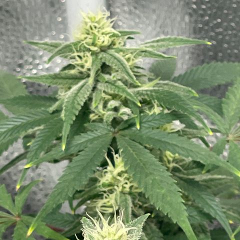 Buttercream Gelato  (First Grow) growlog photo: Buds starting to swell
Trichomes still clear despite a few pistols maturing into amber. 