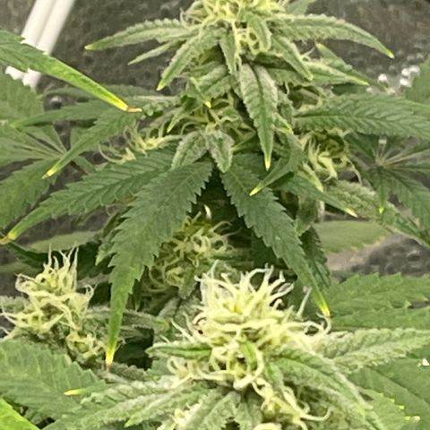 Buttercream Gelato  (First Grow) growlog photo: Buds starting to swell
Trichomes still clear despite a few pistols maturing into amber. 