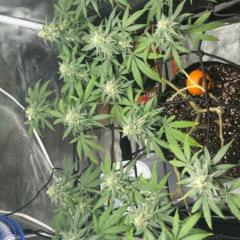 Buttercream Gelato  (First Grow) growlog photo: The smell 🤤🤤 
Buds are also hella sticky 