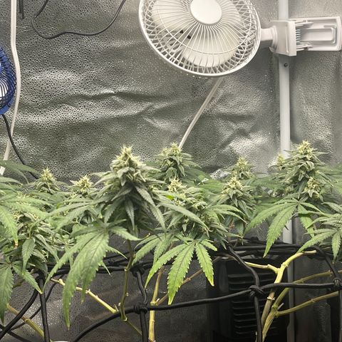 Buttercream Gelato  (First Grow) growlog photo: The smell 🤤🤤 
Buds are also hella sticky 