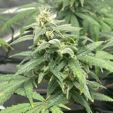 Buttercream Gelato  (First Grow) growlog photo: The smell 🤤🤤 
Buds are also hella sticky 