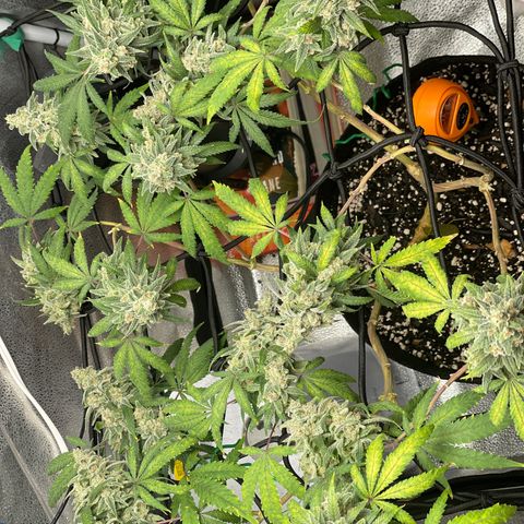 Buttercream Gelato  (First Grow) growlog timeline photo