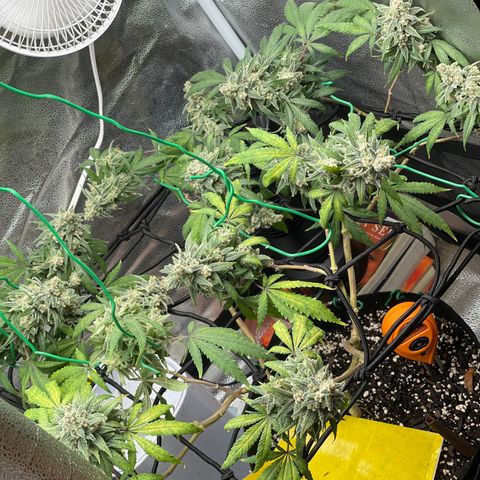Buttercream Gelato  (First Grow) growlog photo: Post quickie tie up to help leaning colas. Buds getting HELLA heavy. 