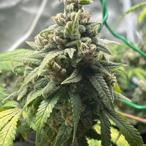 Buttercream Gelato  (First Grow) growlog photo: We got milky trichomes!!! 🤸🏾‍♀️🤸🏾‍♀️🤸🏾‍♀️