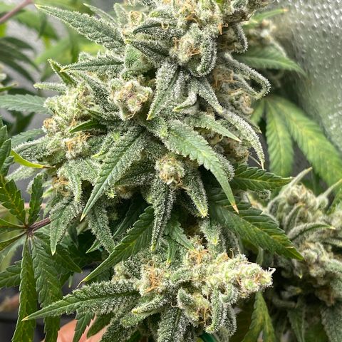 Buttercream Gelato  (First Grow) growlog photo: We got milky trichomes!!! 🤸🏾‍♀️🤸🏾‍♀️🤸🏾‍♀️