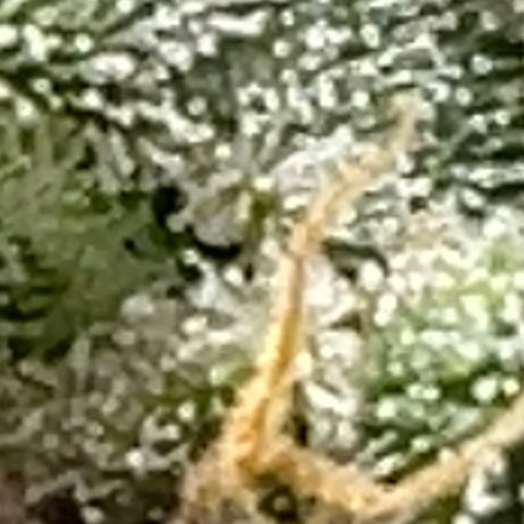 Buttercream Gelato  (First Grow) growlog photo: We got milky trichomes!!! 🤸🏾‍♀️🤸🏾‍♀️🤸🏾‍♀️