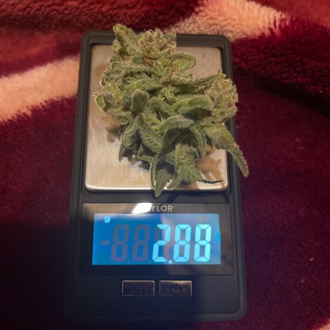 Buttercream Gelato  (First Grow) growlog photo: Testing a lower nug for ripeness and to see if she hits how I like or if I should let her ride out longer. This is the wet weight for a “popcorn” cola. 