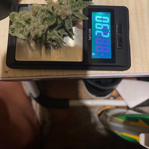 Buttercream Gelato  (First Grow) growlog photo: Wet weight of nug and trim. 