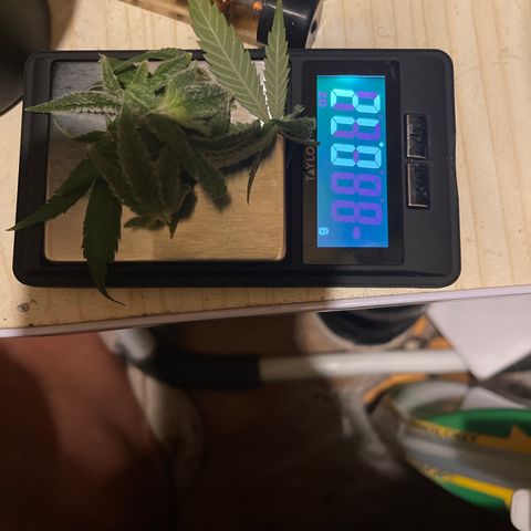 Buttercream Gelato  (First Grow) growlog photo: Wet weight of nug and trim. 