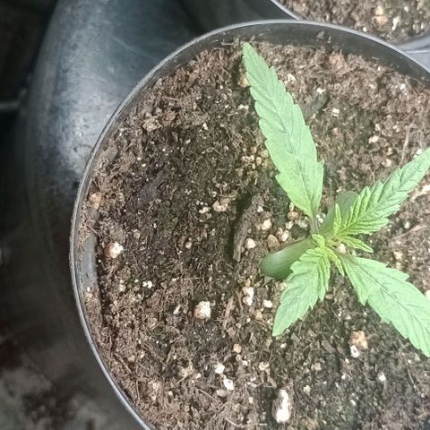 Super Lemon Haze growlog photo: Dia 12