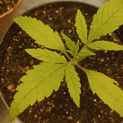 Super Lemon Haze growlog photo: Dia 14