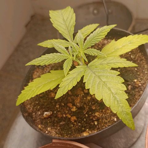 Super Lemon Haze growlog photo: Dia 16