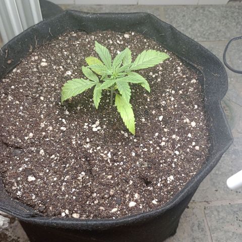 Super Lemon Haze growlog photo: Vaso final 11l hummus+carolina75h+perlita -- Flowermind