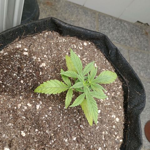 Super Lemon Haze growlog photo: E damos início a nossa vega 🍀