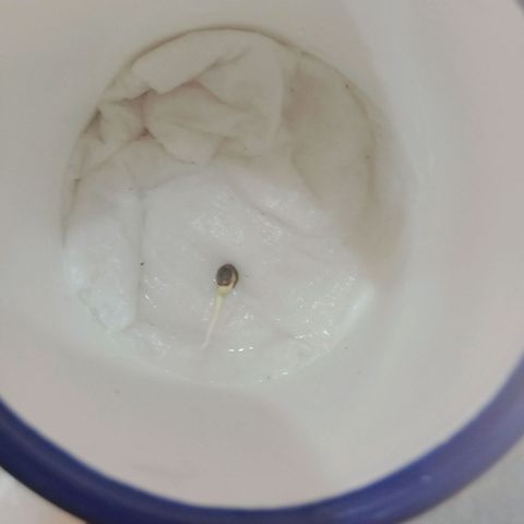Mimosa OG FEM growlog photo: Germinação 100% concluída! 
Colocando no vaso inicial de 300ml
(Carolina Soil 75h + Hummus + Perlita Expandida) 