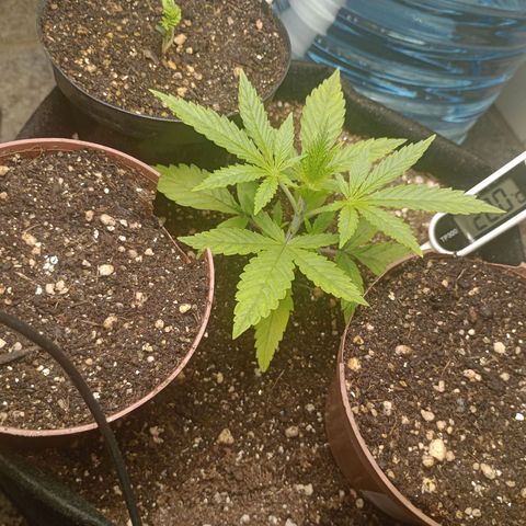 Super Lemon Haze growlog photo: Família reunida, Matriacar S Lemon haze e as 3 pequenas meninas, mimosa og e gorilla ghost direto da NeedSeed