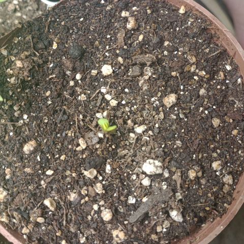 Gorilla Ghost growlog photo: Primeira luz dessa menina ❤️