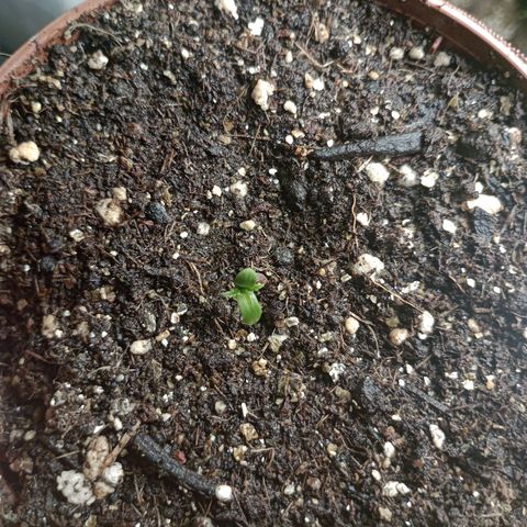 Mimosa OG FEM growlog photo: Finalmente 🙏
