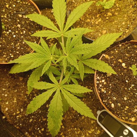 Super Lemon Haze growlog photo: A matriarca e suas filhas 🙏