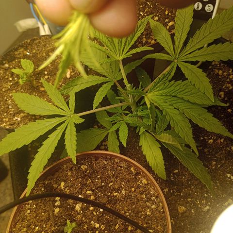 Super Lemon Haze growlog photo: Hoje primeira poda top, bora bifurcar e multiplicar o camarão dessa menina 👊🏻