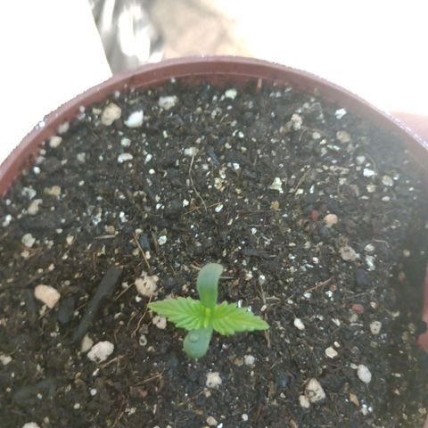 Mimosa OG FEM growlog photo: Mimosinha a menor de todas  ❤️