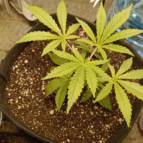 Super Lemon Haze growlog photo: Crescimento absurdo !!!!!