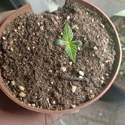 Mimosa OG FEM growlog photo: Mimosinha crescimento a 1000!!!