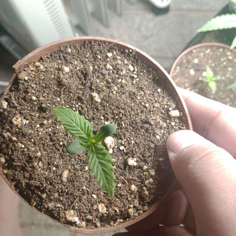 Gorilla Ghost growlog photo: Gorillinha tá como?? Imensa ja hehehe
