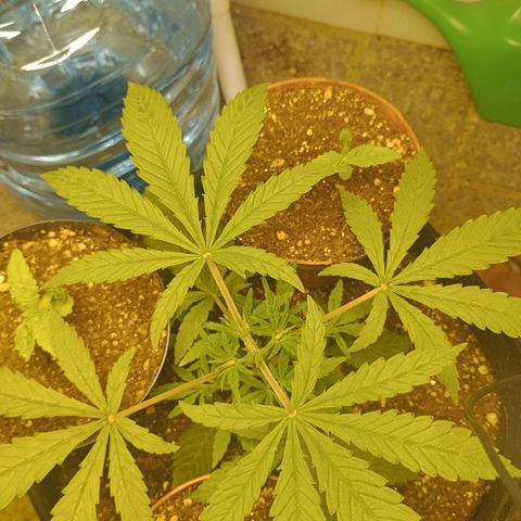 Super Lemon Haze growlog photo: Apos a poda top, S lemon haze ja apresentou muito desenvolvimento nas partes inferiores, previsão de ser uma planta bem arbustiva 