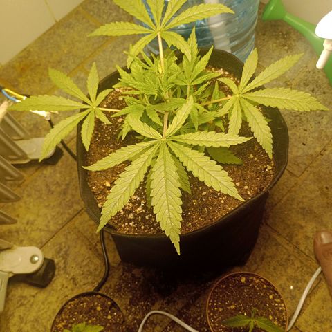 Super Lemon Haze growlog photo: Essa S. Lemon haze está incrível!!! 