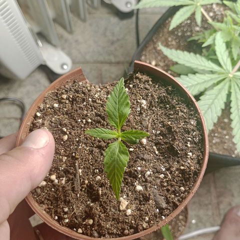 Mimosa OG FEM growlog photo: Atualização da mimosa Fem