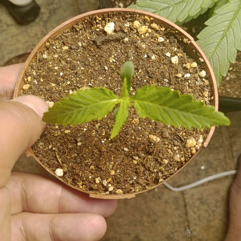 Gorilla Ghost growlog photo: Atualização gorilla ghost Fem (needseed)