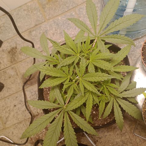 Super Lemon Haze growlog photo: Crescimento absurdo, bem arbustiva, perfeito!!!
