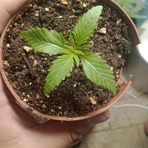 Mimosa OG FEM growlog photo: Mimosa Fem amanha ja estara no seu vaso final de 11 l