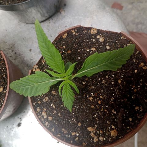 Gorilla Ghost growlog photo: Teve um over de luz mas ja foi resolvido! 