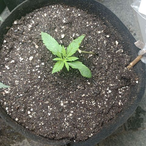 Gorilla Ghost growlog photo: Finalmente no vaso final, agora elas vao disparar a crescer 💚