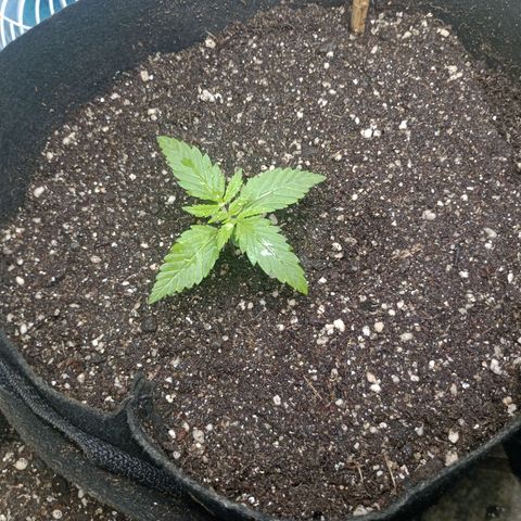 Mimosa OG FEM growlog photo: Vaso final, vamos dar inicio a fase de vegetação 