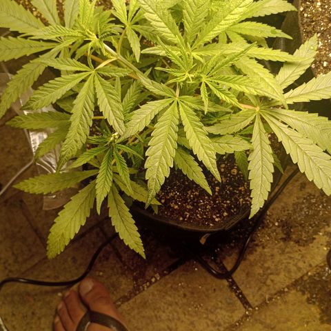 Super Lemon Haze growlog photo: Em breve clones 💚💚🍀