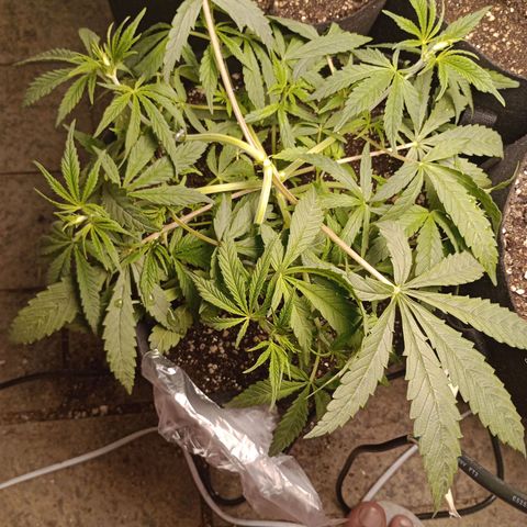 Super Lemon Haze growlog photo: Amarras ok! 
