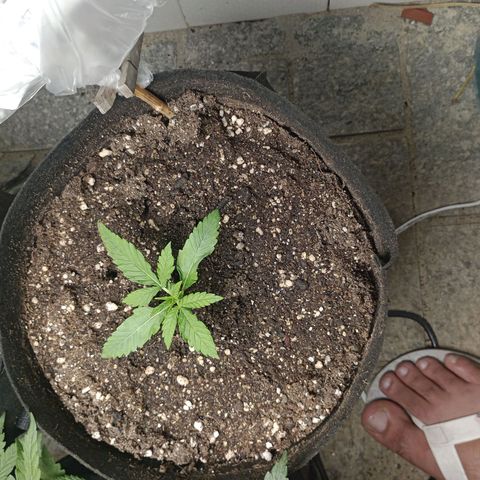 Gorilla Ghost growlog photo: Atualização 