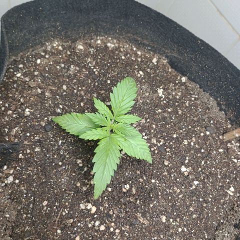 Mimosa OG FEM growlog photo: Atualização!