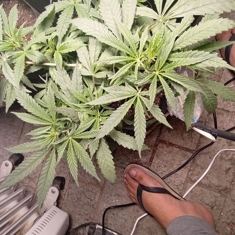 Super Lemon Haze growlog photo: Atualização: às folhas ja de alocaram pra cima após as amarras, em breve colher os clones e fazer a primeira trima para expor as folhas baixas em luz