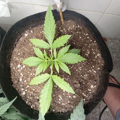 Gorilla Ghost growlog photo: Essa sim e a Gorilla ghost mesmo sem fert apresenta um crecimento incrível 
