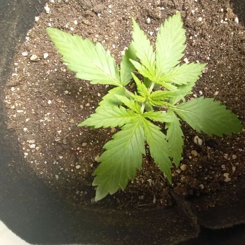 Mimosa OG FEM growlog photo: Mimosinha em dia, sem fert apenas com o backup mineral do hummus na terra, após o primeiro mês fertilizar com flowermind