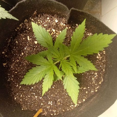 Mimosa OG FEM growlog photo: 🍀