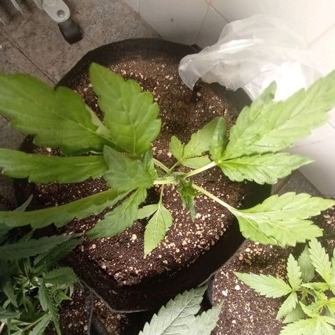 Downrilla Ghost growlog photo:  💚