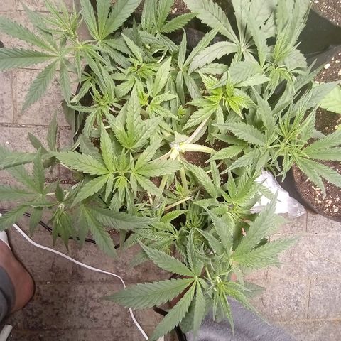 Super Lemon Haze growlog photo: Amarradas 