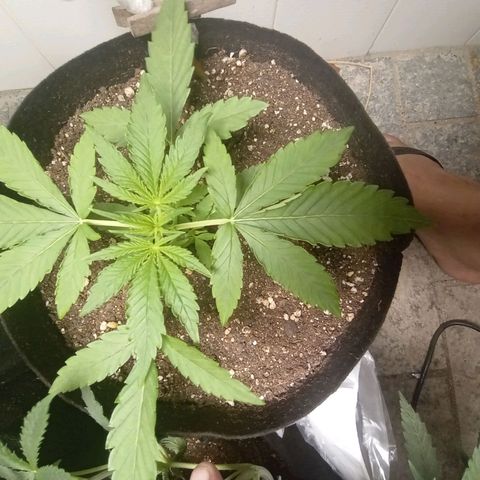 Gorilla Ghost growlog photo: Atualizando